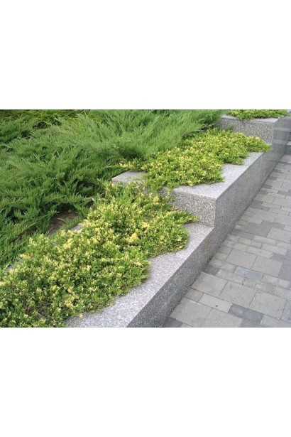 Ялівець китайський Експанса Варієгата в ландшафті